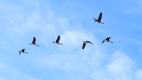 Beautiful Flock Of Canada Geese Flying In Slow Motion.
