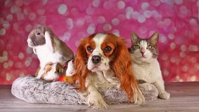 Unexpected friendships Animal Pet Friends Cute Animals Together Dog Cat Lop Rabbit Loves Each Other