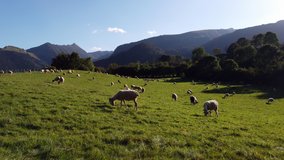 Sheep grazing on green pasture in Pyrenees mountains, 4k video footage