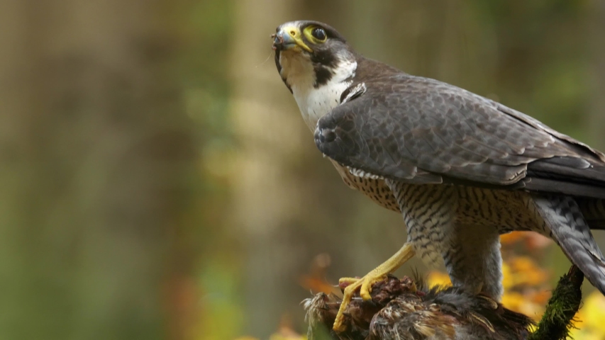 Peregrine falcon (Falco peregrinus) sitting on hunted pheasant and colorful autumn background. Peregrine falcon hunting. Peregrine falcon and pheasant. Autumn background.