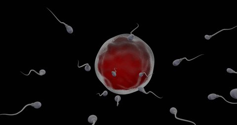 Sperm swimming towards human egg in the womb, POV 3D rendering on black background.