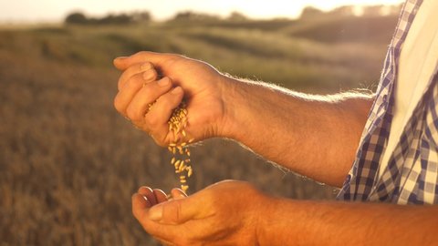 grain of wheat in the hands of farmer in the beautiful rays of the sunset. close-up. businessman evaluates the quality of grain. agriculture concept. Organic grain. harvesting grain. ஸ்டாக் வீடியோ