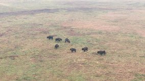 View from drone on herd of European Bison near Białowieża National Park in Poland.