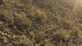 Aerial video of deer moving through a cactus forest