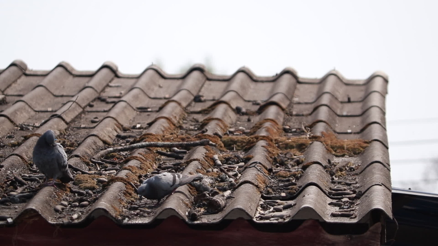 Pigeons are living on the roof.