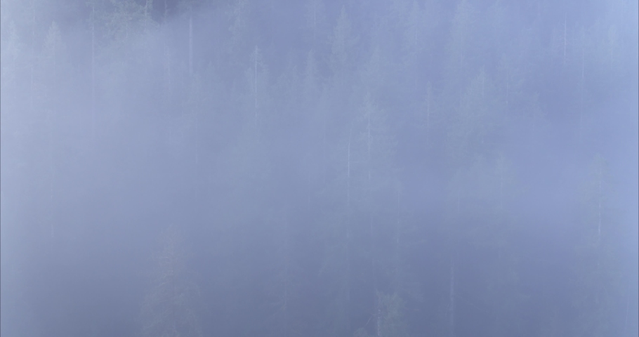 Drone Fly Through The Fog Forest Reveal, Pacific north west Inspire 2 old growth forest. BC Canada wilderness river. Fly above the clouds nanaimo. Nature wildlife stunning breathing calm Royalty-Free Stock Footage #1047104386