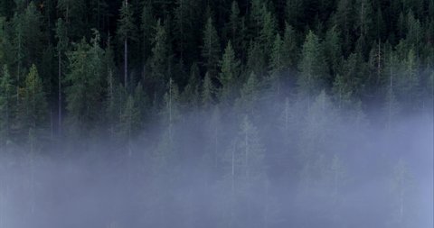 Drone Fly Through The Fog Forest Reveal, Pacific north west Inspire 2 old growth forest. BC Canada wilderness river. Fly above the clouds nanaimo. Nature wildlife stunning breathing calm