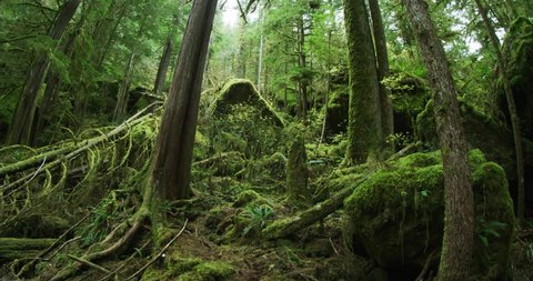 Dolly Old Growth Forest Shot, Lush Vancouver Island, BC, Canada Pacific north west, 8k Red Helium downscaled to 4K mossy forest dreamy walk through green nature tofino love 