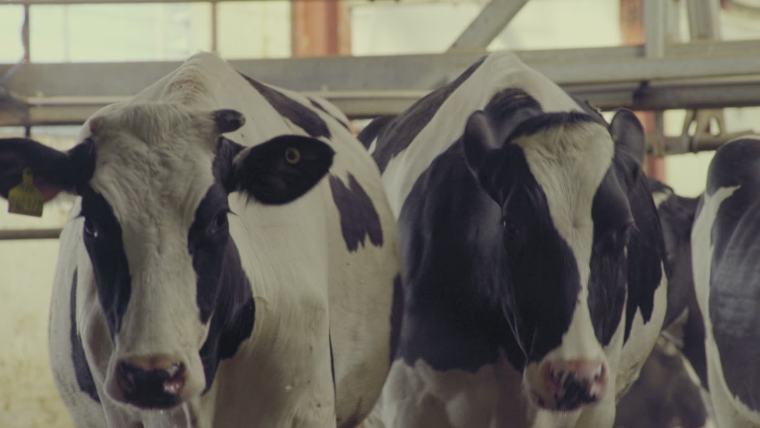 Cows in the Barn Running Toward Camera. Milk Industry, Cow House, Livestock, Animal Farm, Close Up Royalty-Free Stock Footage #1047111526