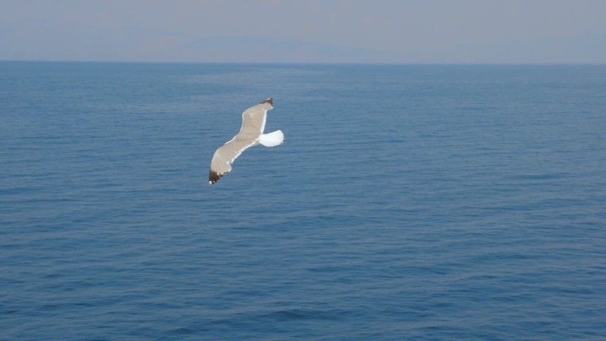 Seagull above blue sea. Bird among the sea. Wild bird flying high. Travel concept. Freedom idea. Wild animal living in natural environment. Save our planet. Climate emergency Royalty-Free Stock Footage #1047113866