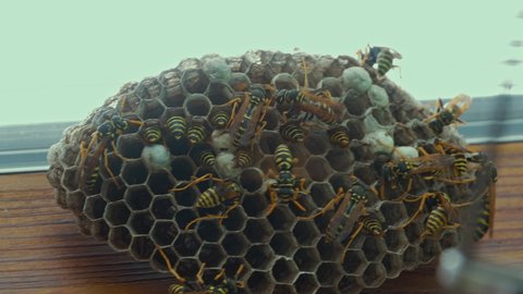 Field Wasps Polistes Building Honeycombs Nest