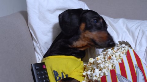 Funny dachshund dog in yellow t-shirt is sitting on couch with TV remote control and a striped box full of popcorn, and is about to watch a movie. Bad habits and unhealthy lifestyle, poor nutrition.
