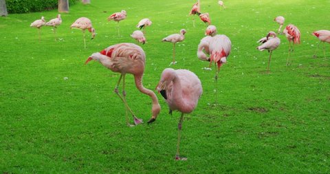 Pink American flamingos walking with other flamingos on background Green plants.