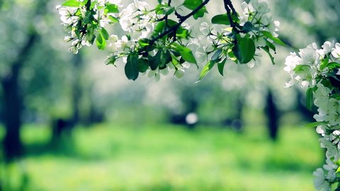Natural frame with blooming apple tree branch and falling petals against beautiful blur spring orchard background. Slow motion. Scenic landscape view. Templates texture. Free place for text.