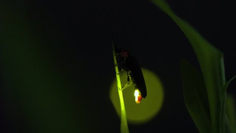 Video shot of fireflies glowing.