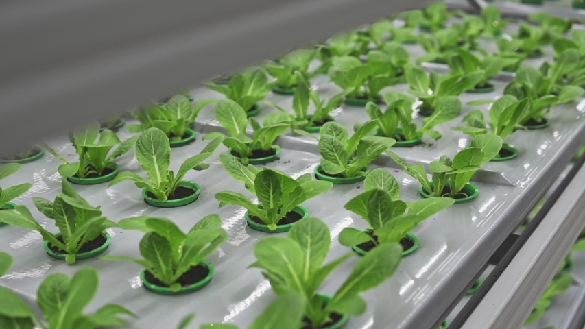 fresh healthy vegetables spinach salad or sorrel growing in modern vertical farm, biology and genetic engineering, GMO plants Royalty-Free Stock Footage #1047138313
