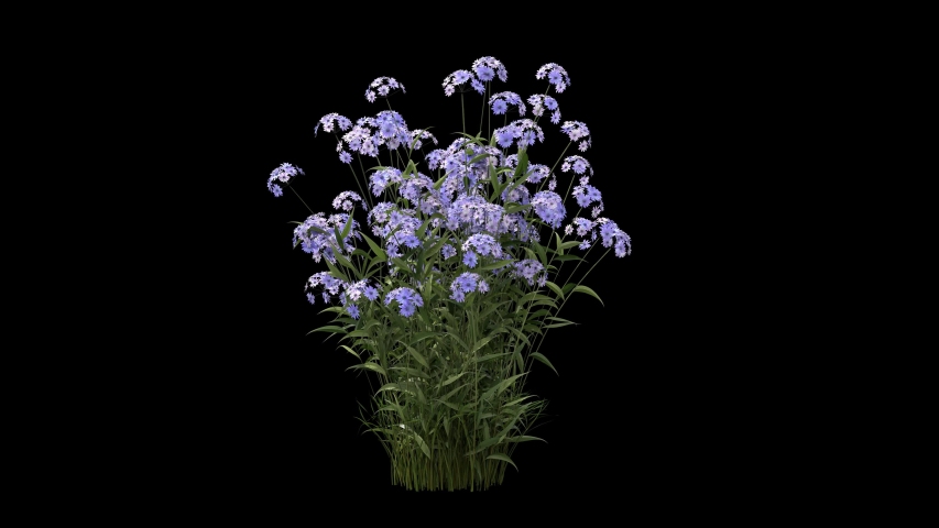a bunch of flowers or flower bush with blowing wind seamless loop animation isolated on black, 4k with alpha channel ready for compositing 