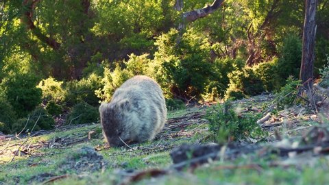Vombatus ursinus - Common Wombat in the Tasmanian scenery, eating grass on the meadow. Australian furry vegetarian mammal in Australia.