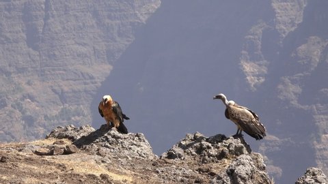 Bearded vulture and griffon vulture sitting on cliff and flying off, semien mountains / Ethiopia