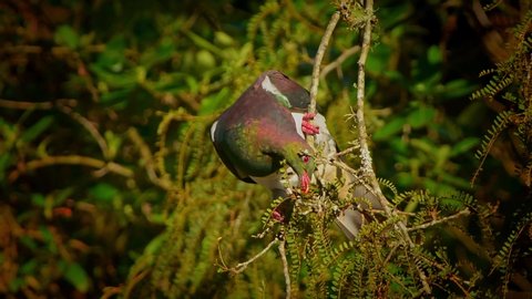 New Zealand pigeon - Hemiphaga novaeseelandiae - kereru sitting and feeding in the tree in New Zealand. Big pigeon species typical for New Zealand eating green leaves from the tree.