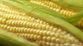 Corn cob on the dark background. sweet corn