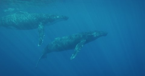Underwater view of a pod of humpback whales swimming together in deep blue water, amazing underwater mammals migrating, blue planet