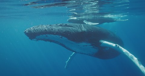 Underwater view of humpback whale swimming very close to the camera and waving its pectoral fin and tail, swimming with whales on vacation