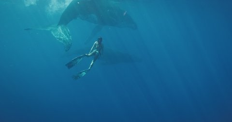 Beautiful woman freediving with humpback whales in deep blue ocean water, amazing tropical vacation swimming with whales