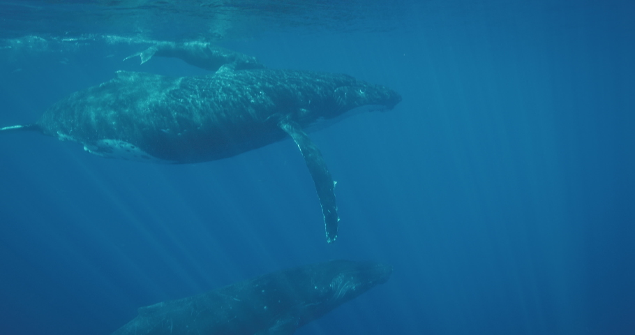 Underwater view of humpback whales swimming together in calm blue ocean water, amazing ocean mammals | Shutterstock HD Video #1047164641