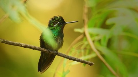 Purple-throated Mountain-gem - Lampornis calolaemus  a hummingbird which breeds in the mountains of southern Nicaragua, Costa Rica and western Panama.