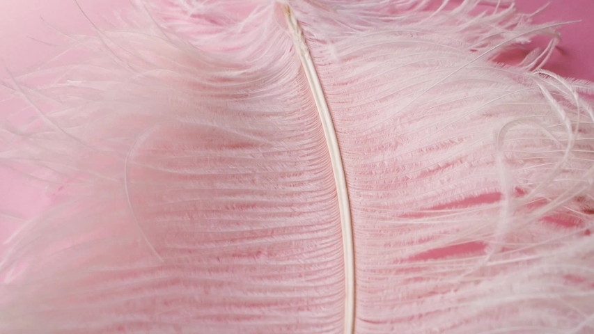 Light, delicate ostrich feather. White feather on a pink background | Shutterstock HD Video #1047167860