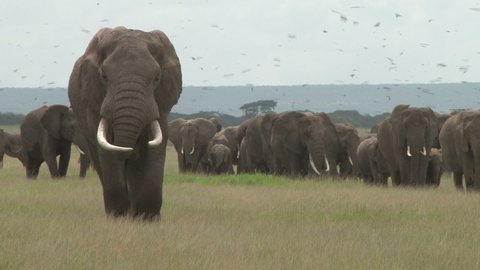 one of the largest elephant in the wild leads his group towards the Amboseli swamp.