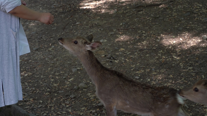 Japanese friendly and cute deers at Nara national public park, Japan. A woman