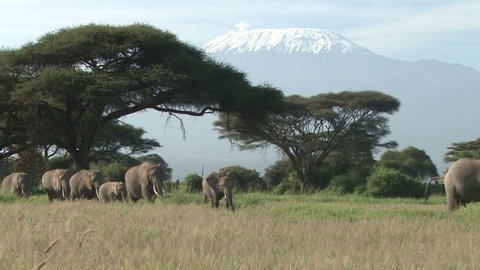 A beautiful shot of mount kilimanjaro with elephants in a single file going to the swamp.