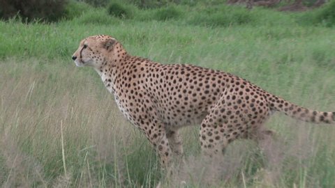 A cheetah scratching the ground and marking his territory