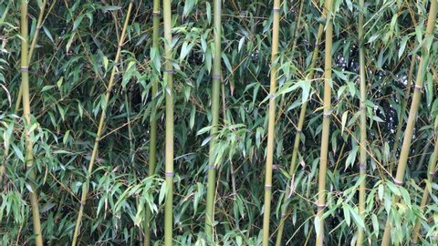 Bamboo Stalks and Leaves Blow in the Breeze
