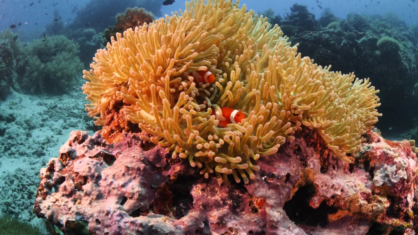 anemone fish clown fish underwater in an anemone in tropical waters with corals around ocean scenery Royalty-Free Stock Footage #1047184621