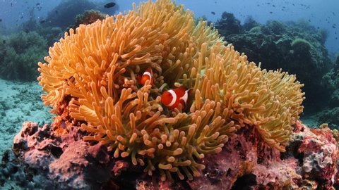 anemone fish clown fish underwater in an anemone in tropical waters with corals around ocean scenery