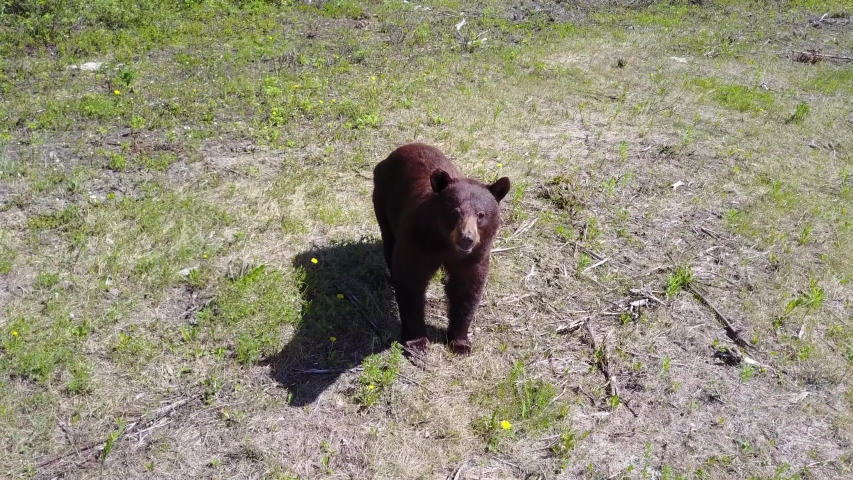 Yosemite National Park / California,  video of brown bear in Yosemite National Park , taken by hand camera 
