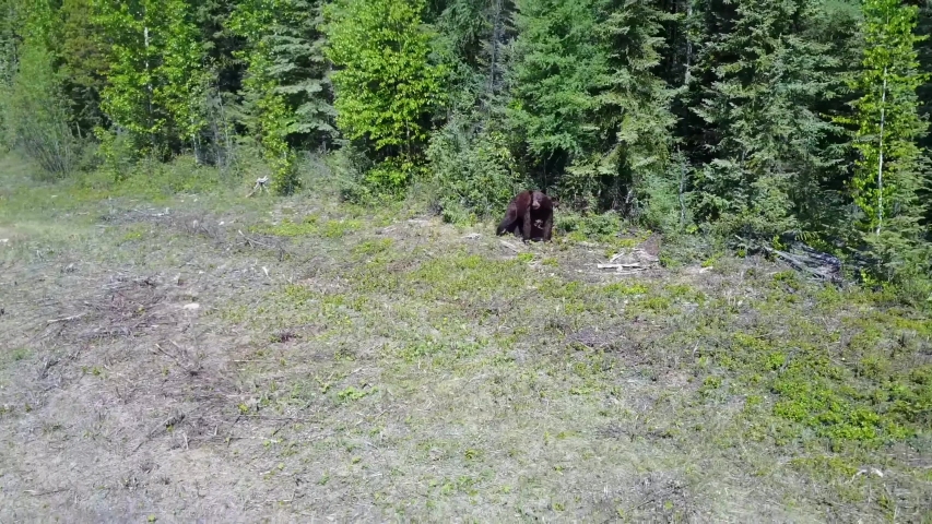 Yosemite National Park / California    ,  video of brown bear in Yosemite National Park , taken by hand camera 