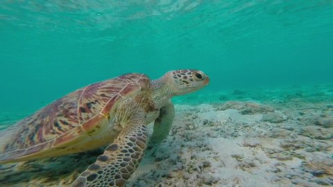 Green sea turtle swimming and feeding on sea grass over shallow tropical coral reef 