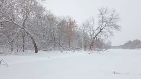Snow fall on a fabulous, snow-covered forest