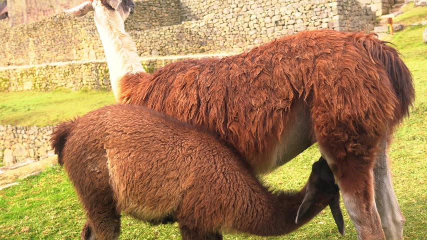 Young Llama drinking milk from mother llama at Machu Picchu