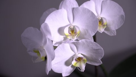 White blooming orchid rotate. Close up, dolly shot. 4K