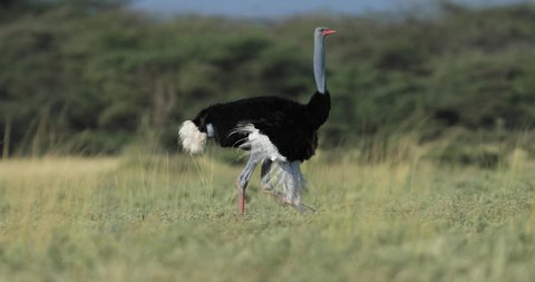 somali ostrich running in the savannah