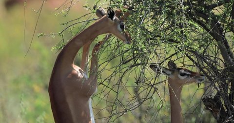 A gerenuk eats branches in the savannah