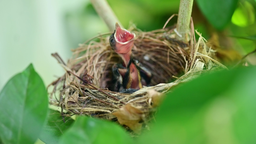 New born birds waiting for mom feeding in the nest. Baby birds open mouth and shaking on tree. Kid hungry and need some food Royalty-Free Stock Footage #1047199207