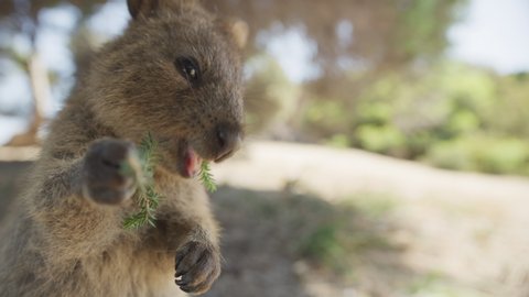 Close up Portrait of eating wild  Quokka on Rottnest Island. Western Australia Tourism. Slow Motion. Space for text. RED Camera.