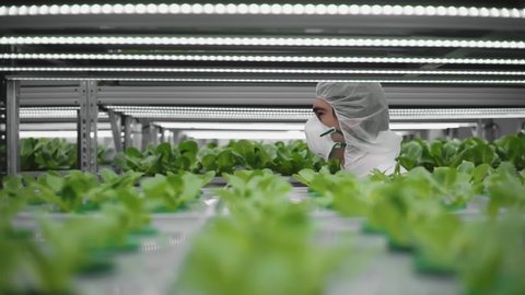 scientific research in biology and botany, modern agriculture and genetic engineering, male scientist walks past racks of artificially created plants, vertical planting farming technology