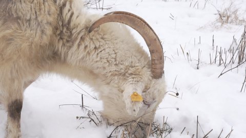 Closeup of a goat that eats dry grass on a snowy field.